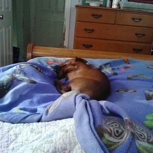 Meet your Posher, Chrissy