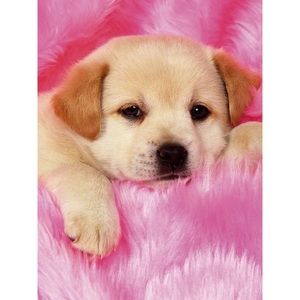 Meet your Posher, Rosey