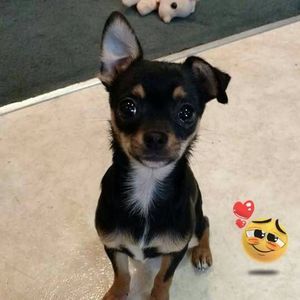 Meet your Posher, Barbara