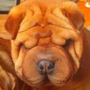 Meet your Posher, Tami