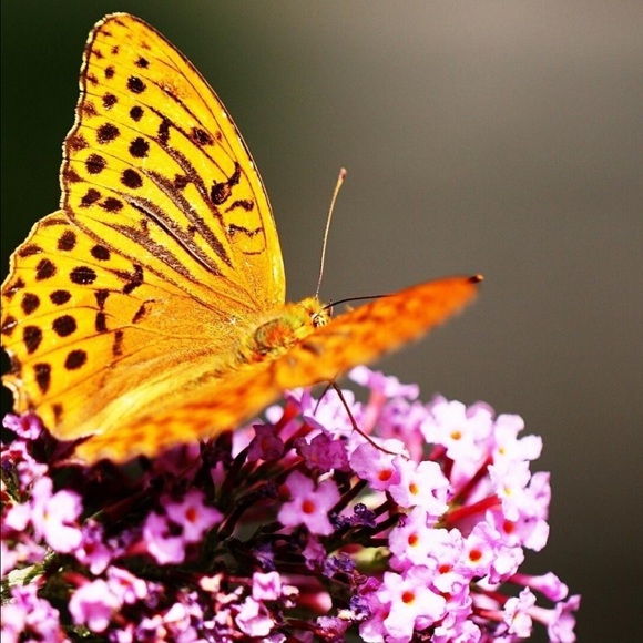 Meet your Posher, Kimberly - Picture 1 of 1