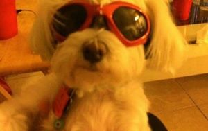 Meet your Posher, Janet