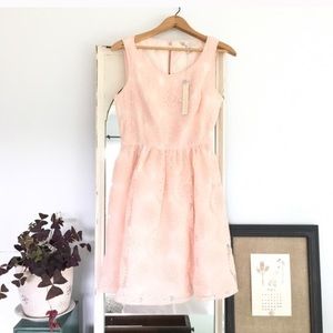 Blush Lace Lauren Conrad Dress