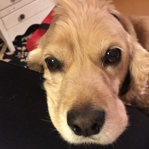 Meet your Posher, Connie