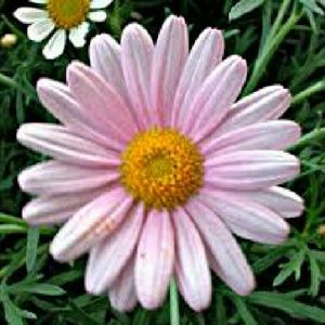 Meet your Posher, Nina