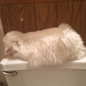 Meet your Posher, Maria