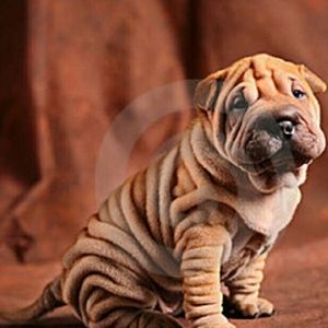 Meet your Posher, Khyrie