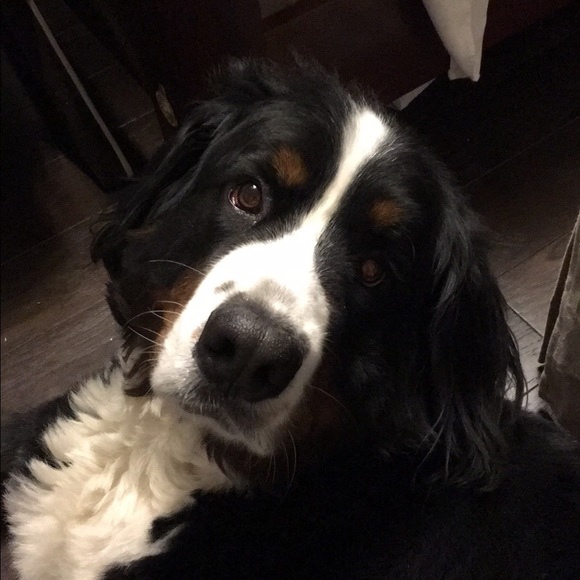 Meet your Posher, Jess - Picture 1 of 1