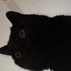 Meet your Posher, Bear