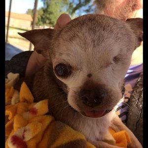 Meet your Posher, Anne