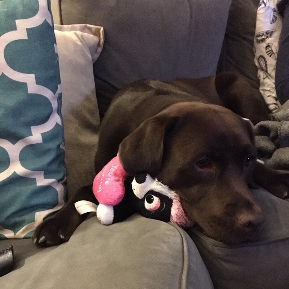 Meet your Posher, Tara