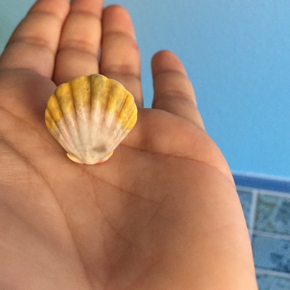 Sunrise shell ring