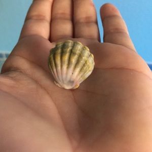 Sunrise shell ring