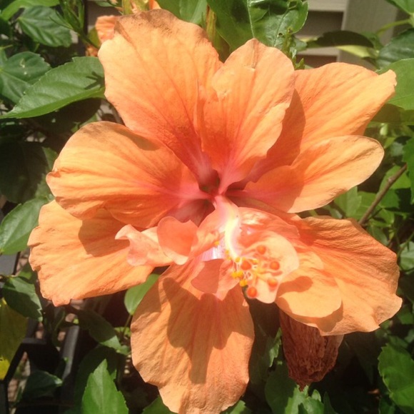 Meet your Posher, Kat