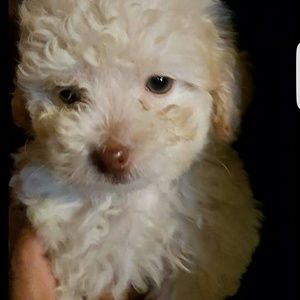 Meet your Posher, Karla