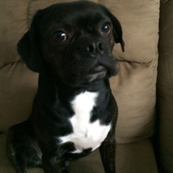 Meet your Posher, Stacey - Picture 1 of 1