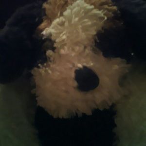 Meet your Posher, Jose