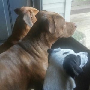 Meet your Posher, Paula