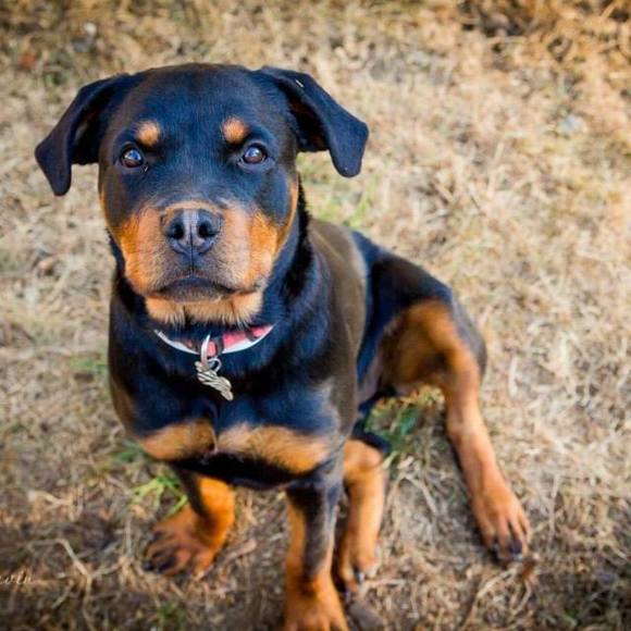 Meet your Posher, Emma - Picture 1 of 1