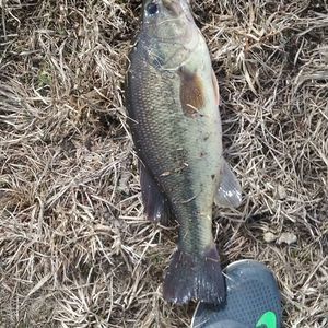 Meet your Posher, Eli