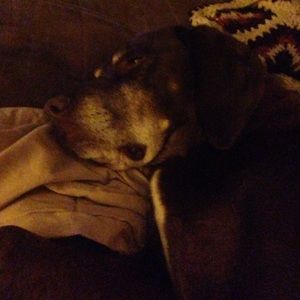 Meet your Posher, Joe