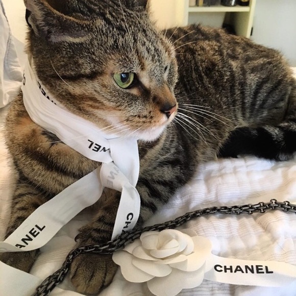 Meet your Posher, Ally - Picture 2 of 2