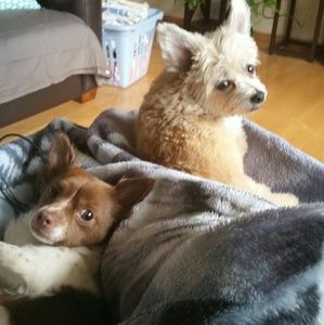 Meet your Posher, Ashley