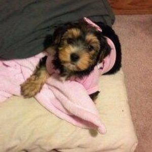 Meet your Posher, Samantha