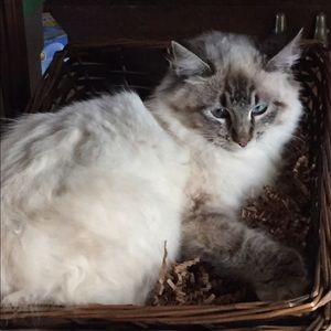 Meet your Posher, Amber