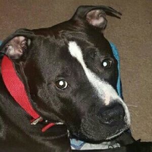 Meet your Posher, Victoria