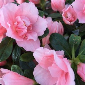 Meet your Posher, Eliana