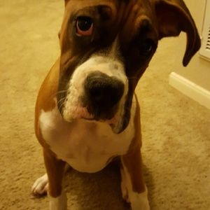 Meet your Posher, Angel