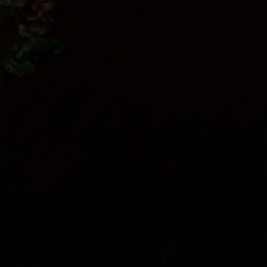 Meet your Posher, Daisy