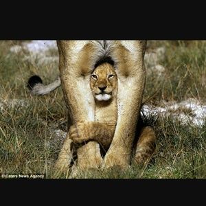 Meet your Posher, Sunshine