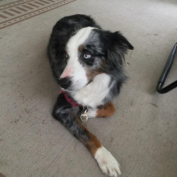 Meet Your Posher Happiness & Hydrangeas 🌻✨💕 - Picture 4 of 4