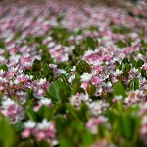 Meet your Posher, Suzanne