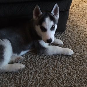 Meet your Posher, Shelby