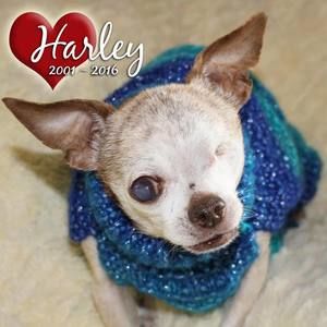 Meet your Posher, Carol