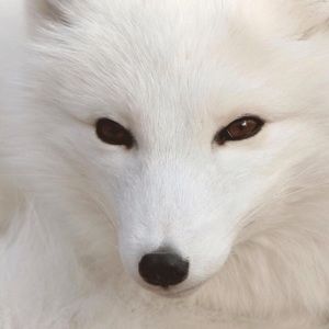 Meet your Posher, Pamela