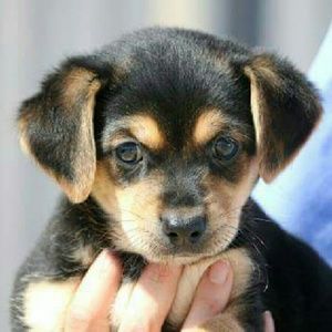 Meet your Posher, Cory