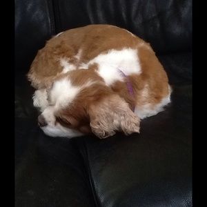 Meet your Posher, Lucy