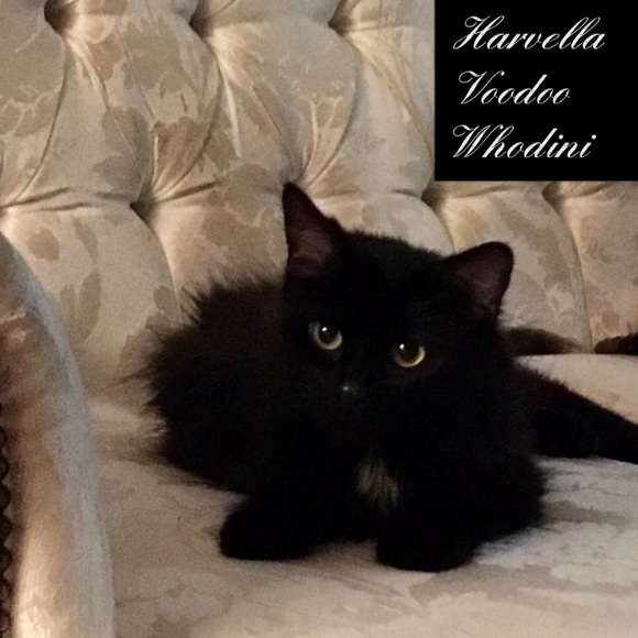 💋H🍒pPy P🍒shing🍒🦋KIM🦋🍒CLOSE DEALS IN HEELS💋 - Picture 5 of 16