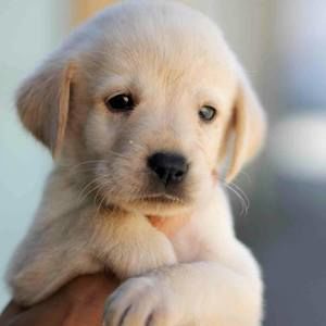 Meet your Posher, Ruth