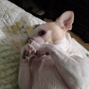 Meet your Posher, Audrey