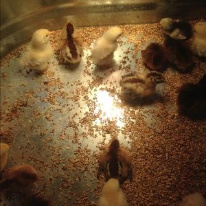 Meet your Posher, Sheri