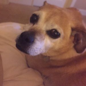 Meet your Posher, Kris