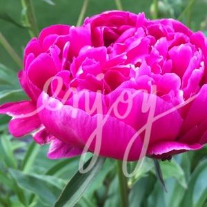 ❤️bundle for texasbrit