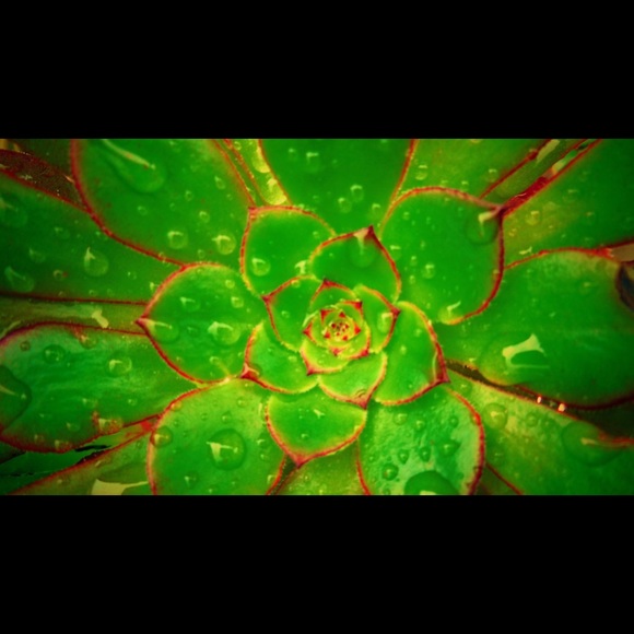 Meet your Posher, Tylie - Picture 1 of 1