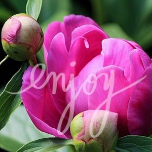 ❤️skirt for loredanacorallo