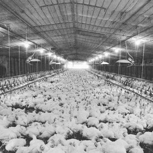 Meet your Posher, Casey